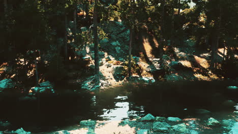 dark and mysterious forest with still water