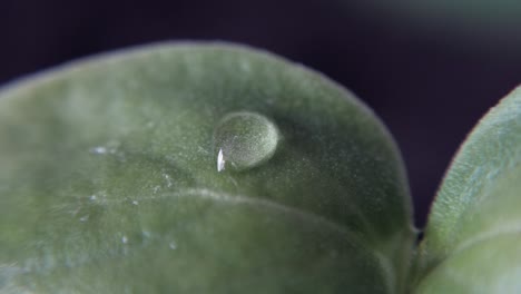 Wassertropfen,-Die-Auf-Dem-Vom-Wind-Bewegten-Blatt-Zittern