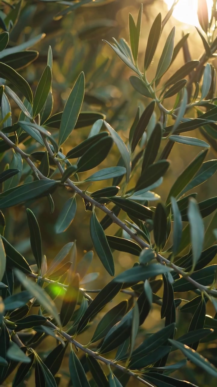 Rami di Ulivo che Ondeggiano Dolcemente alla Calda Luce del Sole dell'Ora d'Oro