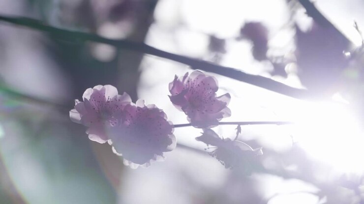 Close Up Of Pink Flowers