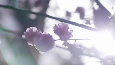 Cerca-de-flores-rosadas