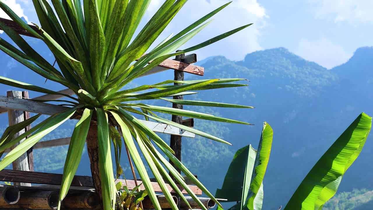 산 을 배경 으로 한 유카 와 바나나 잎