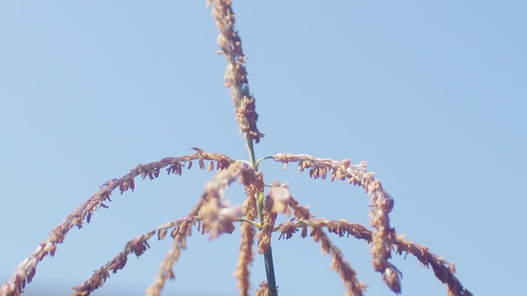 Primo piano al rallentatore di un fiordaliso che ondeggia al vento con sfondo di cielo blu.