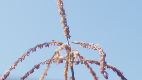 Zeitlupen-Nahaufnahme-Einer-Im-Wind-Wehenden-Maisblume-Mit-Blauem-Himmelshintergrund