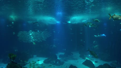 impresionante paisaje de vida submarina