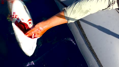 Fisherman-holds-yellowtail-fish-as-blood-squirts-from-gills