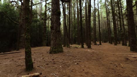 caminando por un bosque de pinos en tenerife