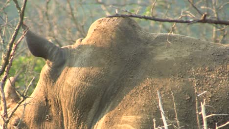 detail-of-white-rhino-skin-covered-with-mud-and-lots-of-flies