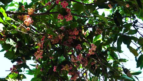 tree with a lot of ripe rose apple fruits hanging on branches