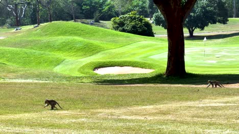 monkeys explore a lush golf course landscape