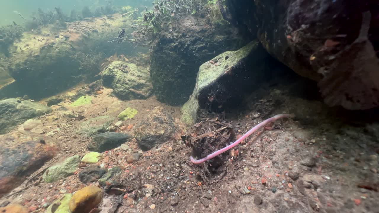 Earthworm that has fallen into the water struggles with the current near the riverbank. Underwater shot