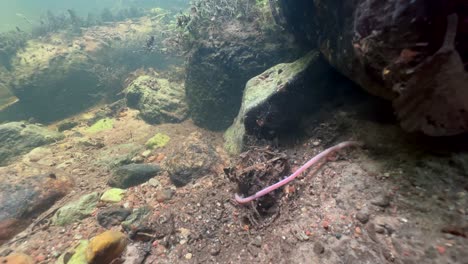earthworm that has fallen into the water struggles with the current near the riverbank. underwater shot