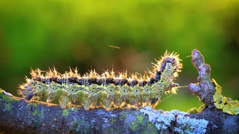 small tortoiseshell (aglais urticae) caterpillar. the urticaria caterpillar crawls in the rays of the setting sun.