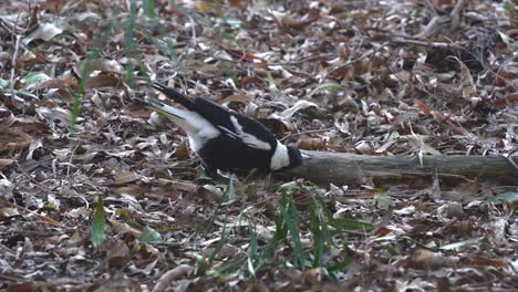 swooping bird, australian magpie, gymnorhina tibicen with black and white plumage, foraging and pecking on the ground in its natural habitat, wondering around surrounding environment in springtime