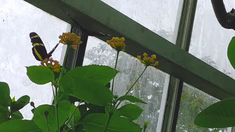 beautiful, colorful butterflies land on flowers within a greenhouse