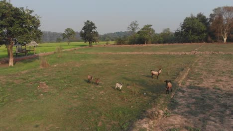 Eine-Gruppe-Ziegen-Auf-Einer-Wiese-Auf-Dem-Land-Von-Laos-Mit-Blauem-Himmel,-Luftaufnahme