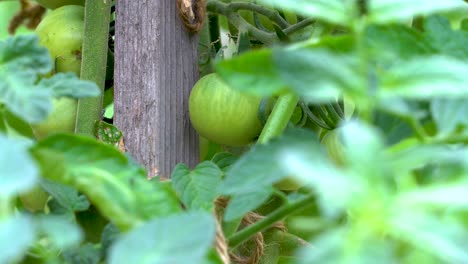 green tomato growing in garden. locked off view