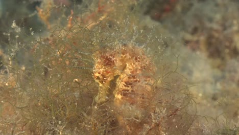 Mediterranean-seahorse-close-up-in-sea-grass-in-the-mediterranean-Sea