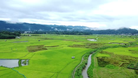 aerial view shot of paddy field in arunachal pradesh