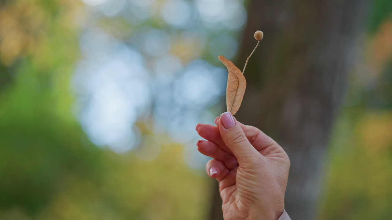 close up feminine hand gracefully lifting delicate dried tree seed pod toward sky against dreamy forest bokeh, celebrating tranquil golden autumn moment