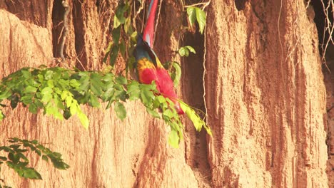 lick de arcilla siendo visitado por el guacamayo escarlata y los loros harinosos causando un pandemonio mientras se alimentan de la arcilla durante las horas de la mañana en chuncho
