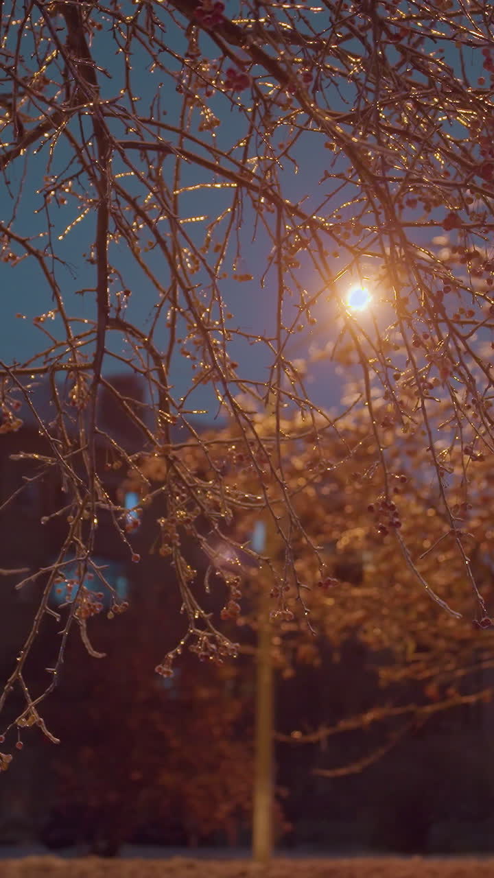 얼음과 은 열매로 장식 된 나무 가지가 황금빛 아래 반이고, 주거 건물과 배경에는 흐릿한 거리 조명과 그림자가 있습니다.