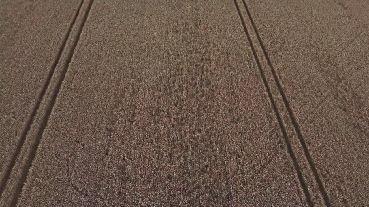 un sobrevuelo a vista de pájaro de un campo de trigo con huellas de tractor