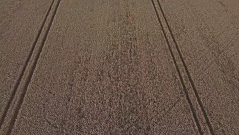 A-birds-eye-view-flyover-of-a-wheat-field-with-tractor-tracks