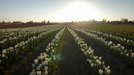 embaldosado desde el suelo para revelar un campo lleno de tulipanes blancos al atardecer