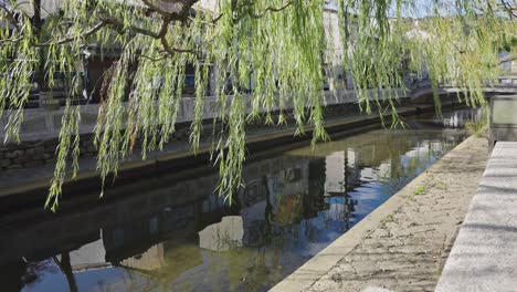 Willows-and-Canals-of-Kinosaki-Onsen,-Wind-blowing-through-the-vines-at-sunset