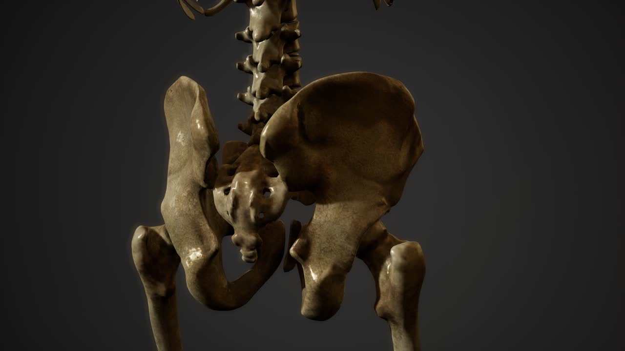 인간의 골격의  ⁇