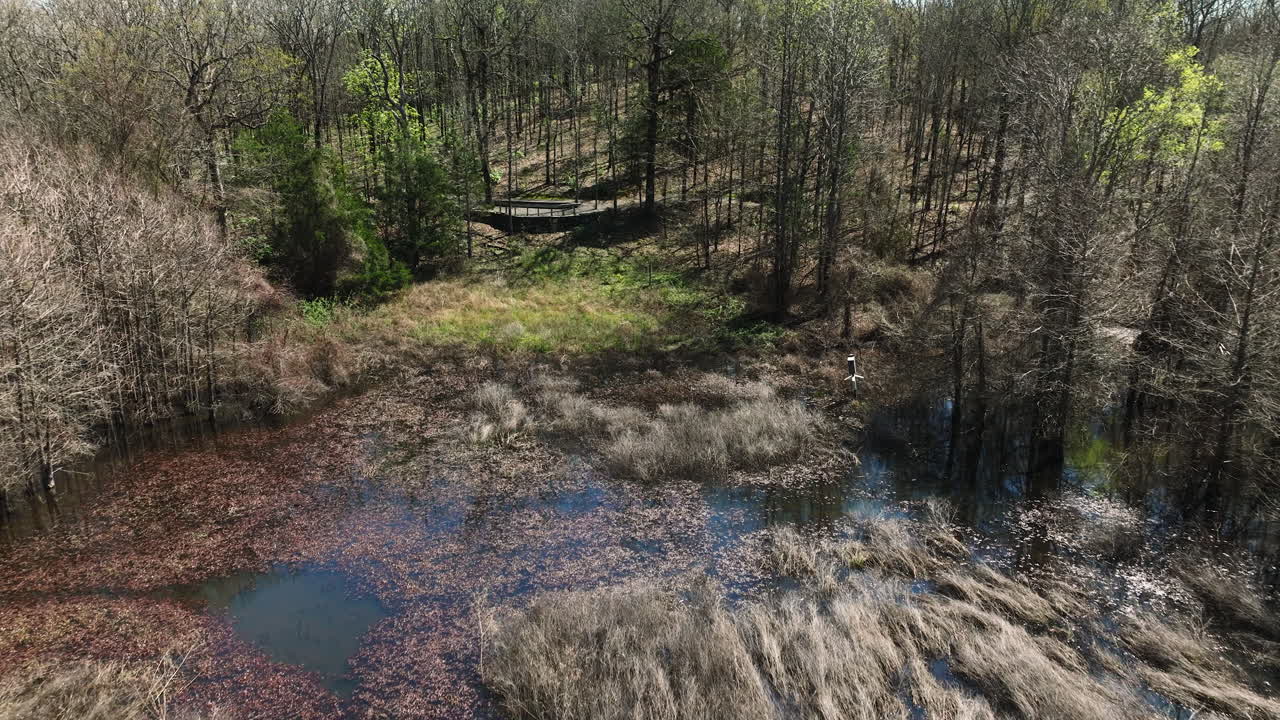 pantanos y árboles forestales dentro de la zona de gestión de vida silvestre del estado de bell slough, arkansas, estados unidos