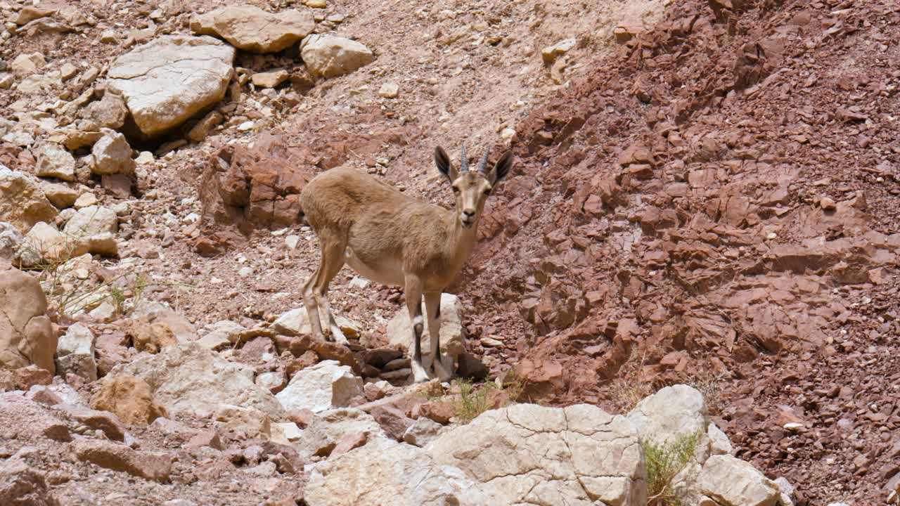 Lo stambecco della Nubia è una specie di capra che abita il deserto, rinvenibile nelle zone montuose del Medio Oriente.