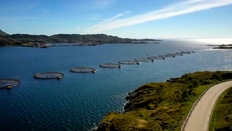 farm salmon fishing in norway