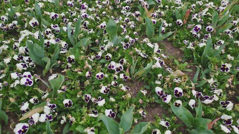hermoso jardín con muchas flores blancas de pensamiento viola híbrida
