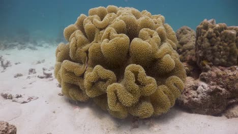 cámara moviéndose hacia corales blandos en koh tao, tailandia