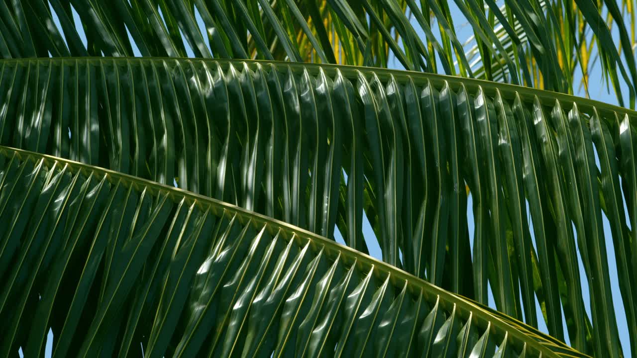 cerca de ramas de palma de coco soplando en la brisa tropical - tranquilidad de fondo de cielo azul