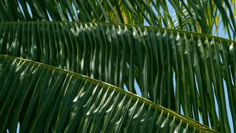 close up of coconut palm boughs blowing in the tropical breeze - blue sky background tranquility