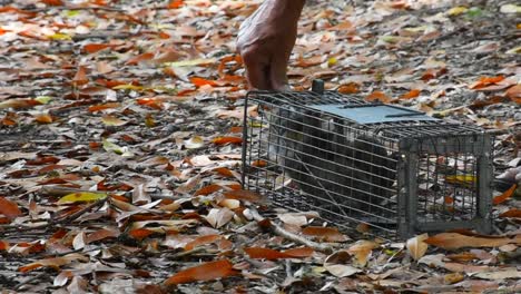 hombre liberando ardilla en el bosque después del tratamiento en la clínica de rehabilitación animal