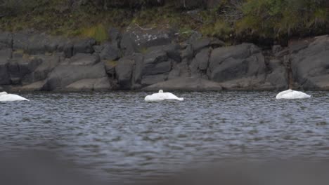 Swans-resting-with-head-in-between-feathers-on-turbulent-water-near-rocky-riverbank---Wide-shot