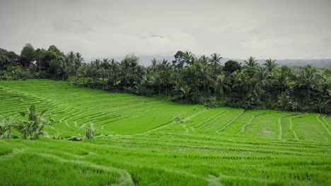 lush greenery and rice paddies of tegallalang rice terrace in bali, indonesia