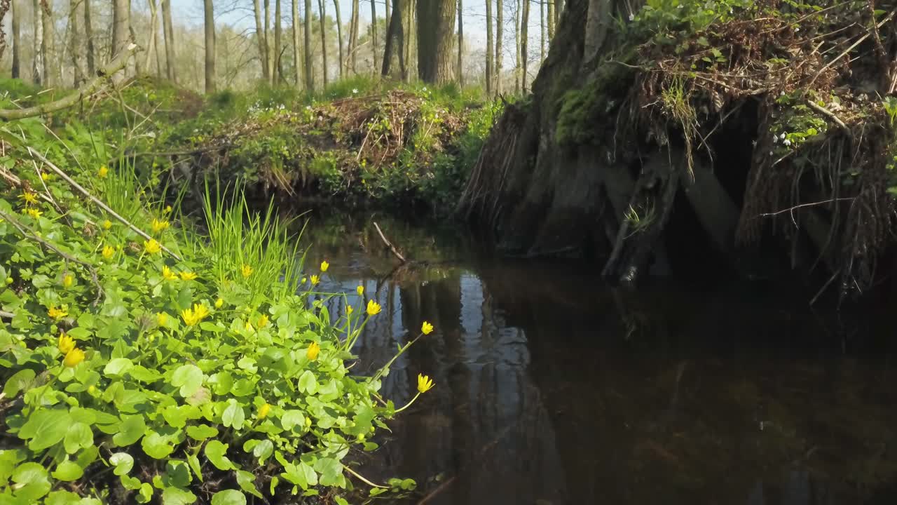 tiro establecido de río de agua de arroyo con hierba verde en el bosque de tierra natural