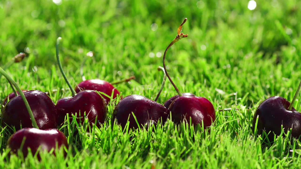 Buah ceri merah yang matang tergeletak di rumput hijau.