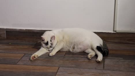 chubby adult female whitish cat licking and looking up and yawning