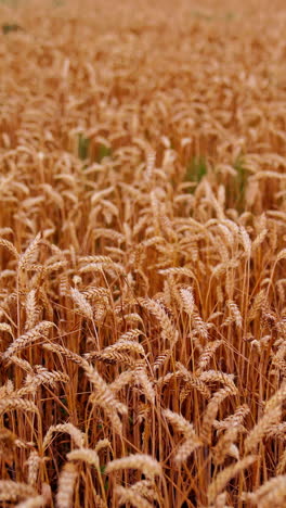 wheat field background in harvesting season. dry ears of wheat ready for harvest. agriculture landscape. ripe crop. rural scene. vertical video