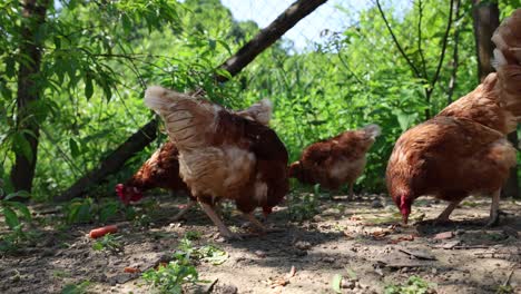 Viele-Rote-Hühner-An-Einem-Sommertag-Im-Dorf