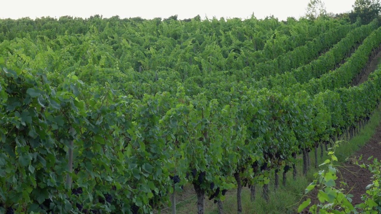 Regione vinicola della valle della Mosella in Francia, paesaggio rurale agricolo, vigneto.