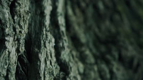 ant trail on a deep tree bark of an old oak