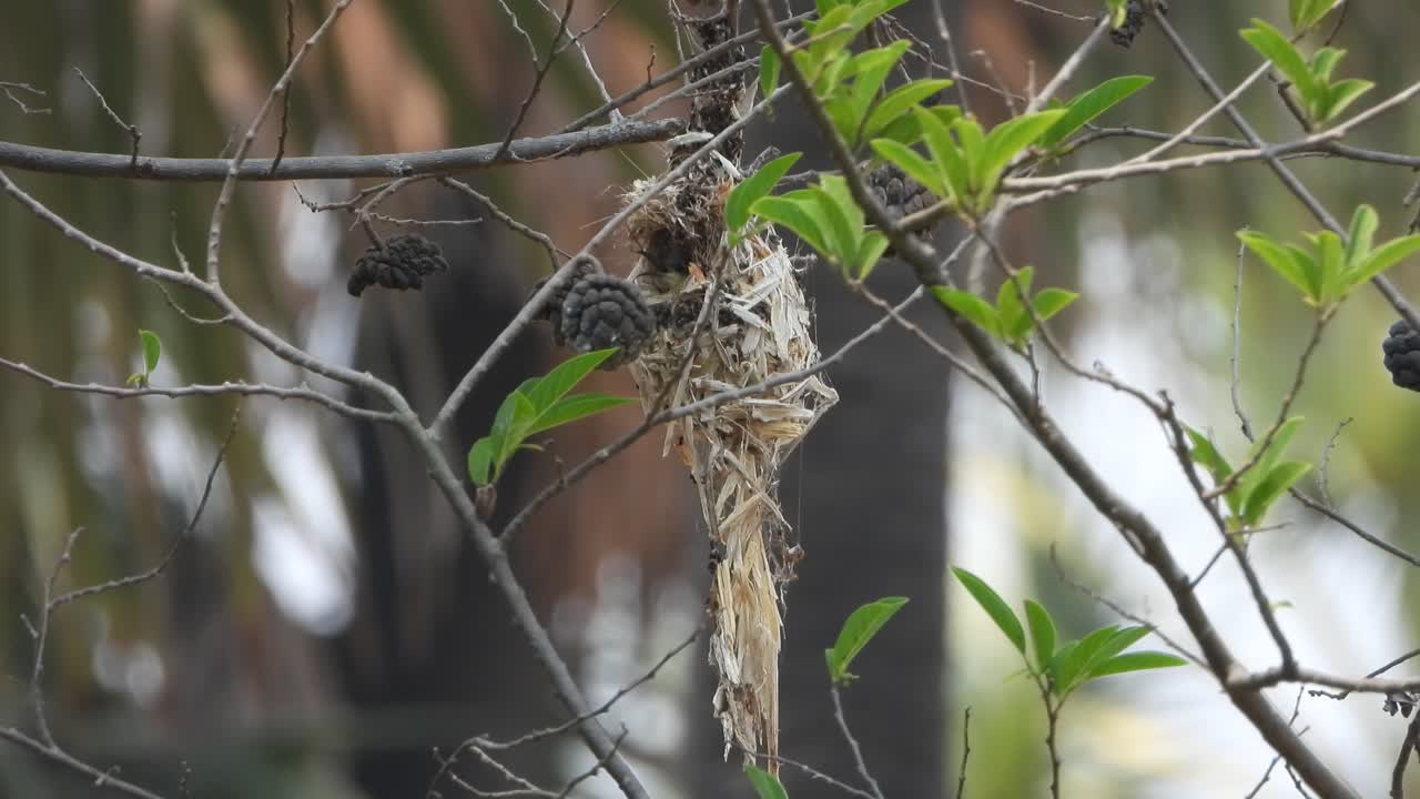 colibrí en el nido - huevos - hogar