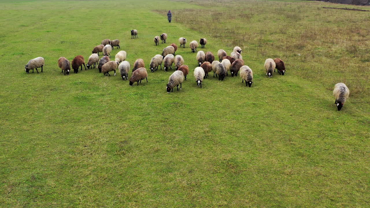 Flock of sheep walking on pasture. Beautiful brown and white sheep grazing on field. Herding livestock.